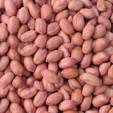 Groundnut