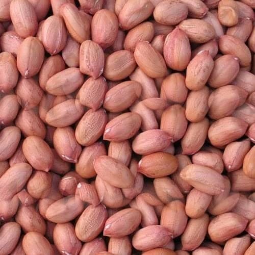 Groundnut